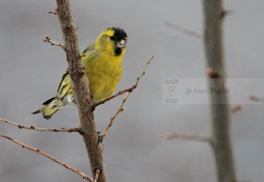 LUCHERINO, Siskin, Tarin des aulnes; Carduelis spinus