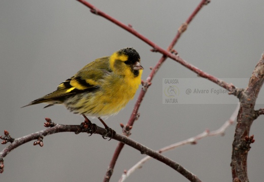 LUCHERINO, Siskin, Tarin des aulnes; Carduelis spinus