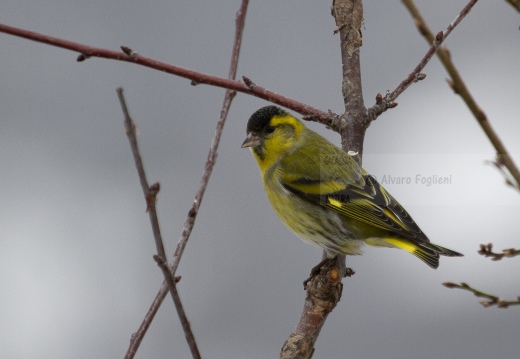 LUCHERINO, Siskin, Tarin des aulnes; Carduelis spinus