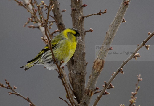 LUCHERINO, Siskin, Tarin des aulnes; Carduelis spinus