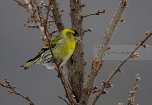 LUCHERINO, Siskin, Tarin des aulnes; Carduelis spinus