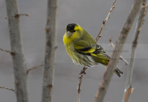 LUCHERINO, Siskin, Tarin des aulnes; Carduelis spinus