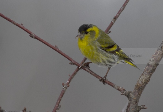 LUCHERINO, Siskin, Tarin des aulnes; Carduelis spinus