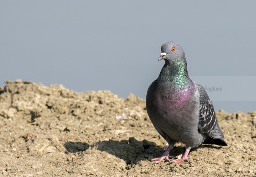 PICCIONE DOMESTICO, Domestic pigeon, Pigeon domestique; Columba livia domestica