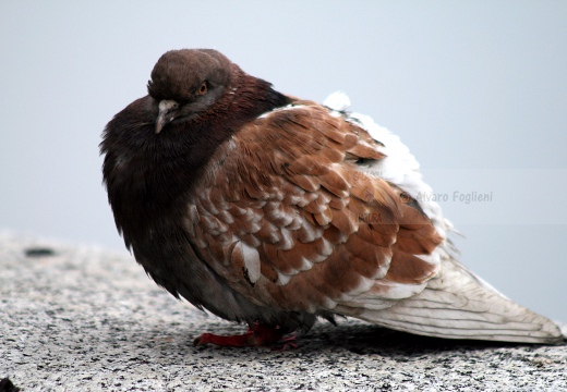 PICCIONE DOMESTICO, Domestic pigeon, Pigeon domestique; Columba livia domestica