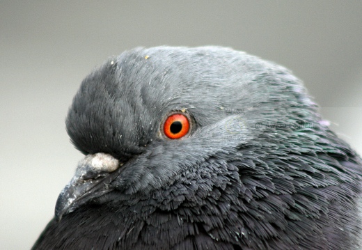 PICCIONE DOMESTICO, Domestic pigeon, Pigeon domestique; Columba livia domestica