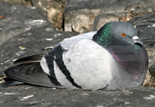 PICCIONE DOMESTICO, Domestic pigeon, Pigeon domestique; Columba livia domestica