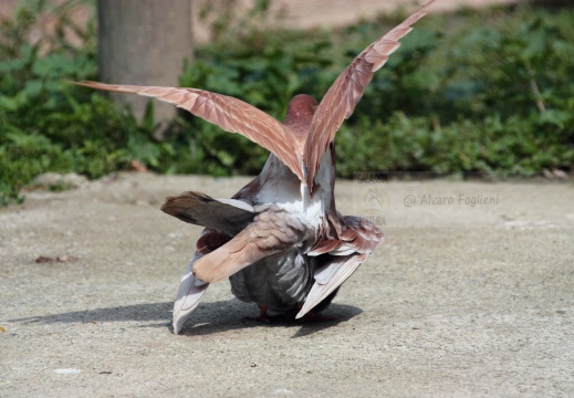 PICCIONE DOMESTICO, Domestic pigeon, Pigeon domestique; Columba livia domestica