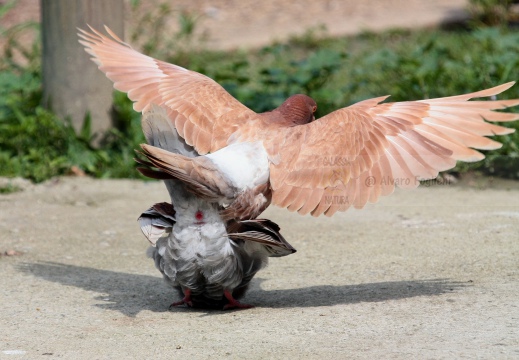 PICCIONE DOMESTICO, Domestic pigeon, Pigeon domestique; Columba livia domestica