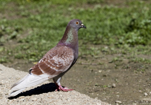 PICCIONE DOMESTICO, Domestic pigeon, Pigeon domestique; Columba livia domestica
