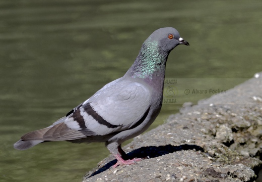 PICCIONE DOMESTICO, Domestic pigeon, Pigeon domestique; Columba livia domestica