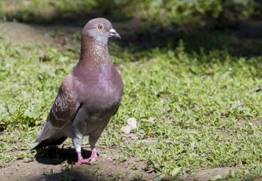 PICCIONE DOMESTICO, Domestic pigeon, Pigeon domestique; Columba livia domestica