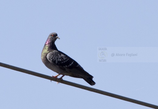 PICCIONE DOMESTICO, Domestic pigeon, Pigeon domestique; Columba livia domesticaa