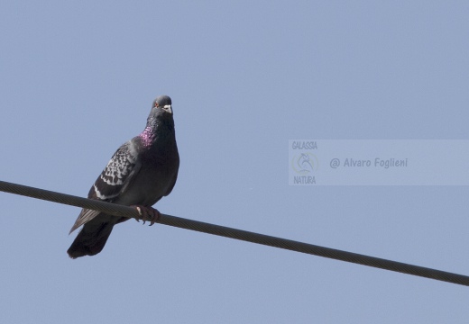 PICCIONE DOMESTICO, Domestic pigeon, Pigeon domestique; Columba livia domestica