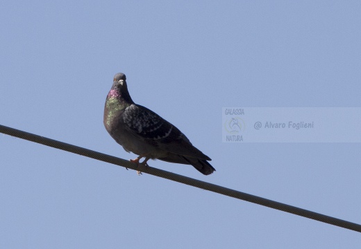 PICCIONE DOMESTICO, Domestic pigeon, Pigeon domestique; Columba livia domestica