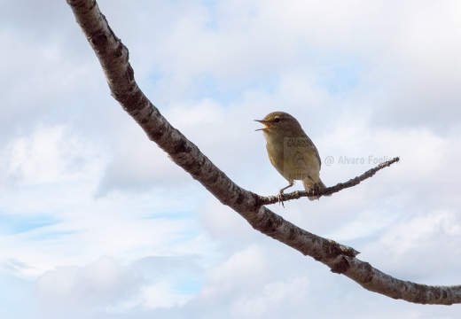 LUÌ  PICCOLO, Chiffchaff, Pouillot véloce; Phylloscopus collybita