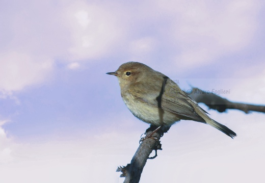 LUÌ  PICCOLO, Chiffchaff, Pouillot véloce; Phylloscopus collybita