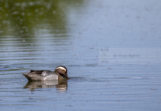 MARZAIOLA; Garganey;  Sarcelle d'été; Anas querquedula 