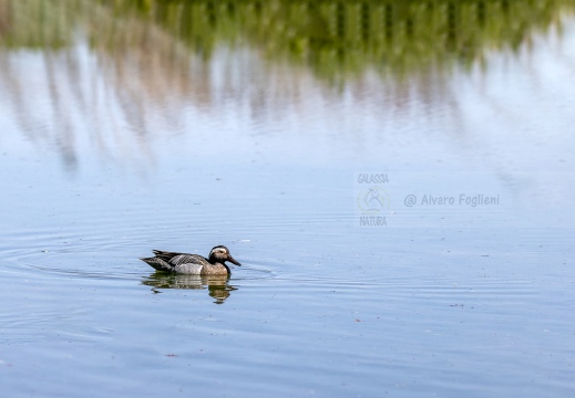 MARZAIOLA; Garganey;  Sarcelle d'été; Anas querquedula 