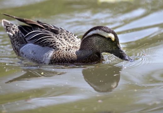 MARZAIOLA; Garganey;  Sarcelle d'été; Anas querquedula 