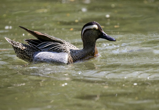 MARZAIOLA; Garganey;  Sarcelle d'été; Anas querquedula 