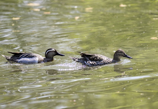 MARZAIOLA; Garganey;  Sarcelle d'été; Anas querquedula 