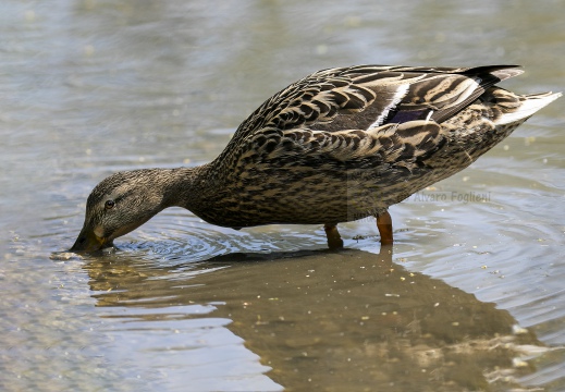 MARZAIOLA; Garganey;  Sarcelle d'été; Anas querquedula 