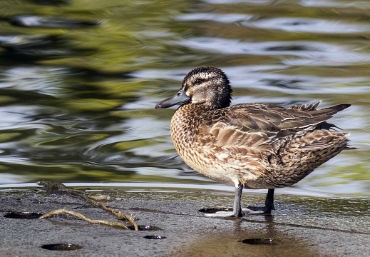 MARZAIOLA; Garganey;  Sarcelle d'été; Anas querquedula 