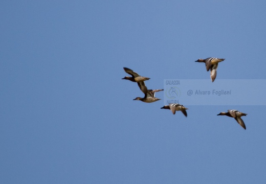 MARZAIOLA; Garganey;  Sarcelle d'été; Anas querquedula 