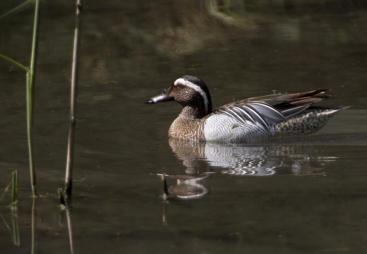 MARZAIOLA; Garganey;  Sarcelle d'été; Anas querquedula 