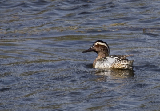 MARZAIOLA; Garganey;  Sarcelle d'été; Anas querquedula 