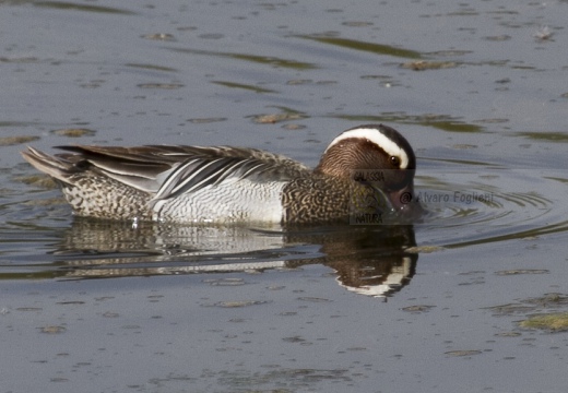 MARZAIOLA; Garganey;  Sarcelle d'été; Anas querquedula 