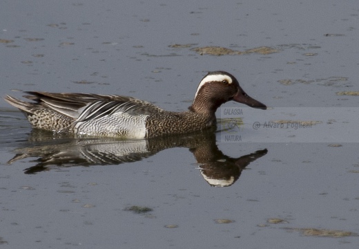 MARZAIOLA; Garganey;  Sarcelle d'été; Anas querquedula 