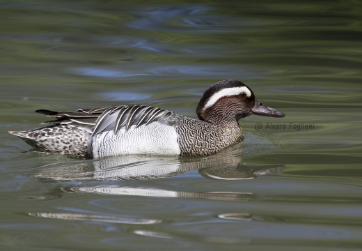 MARZAIOLA; Garganey;  Sarcelle d'été; Anas querquedula 