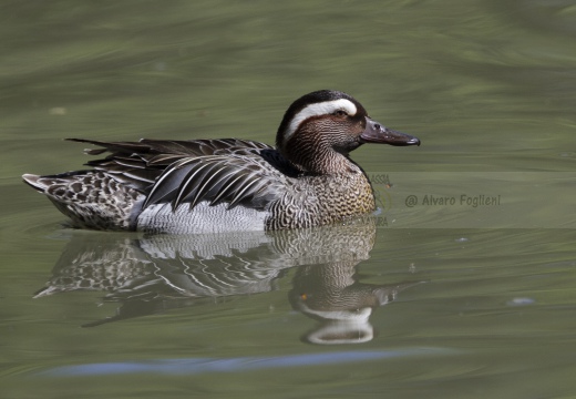 MARZAIOLA; Garganey;  Sarcelle d'été; Anas querquedula 