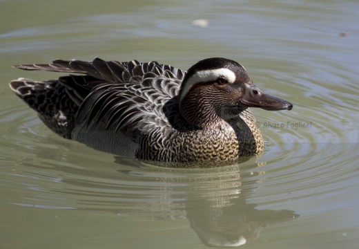 MARZAIOLA; Garganey;  Sarcelle d'été; Anas querquedula 