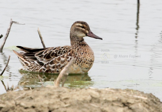 MARZAIOLA; Garganey;  Sarcelle d'été; Anas querquedula 