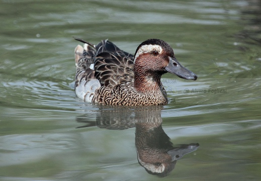MARZAIOLA; Garganey;  Sarcelle d'été; Anas querquedula 