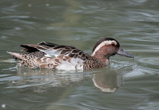 MARZAIOLA; Garganey;  Sarcelle d'été; Anas querquedula 