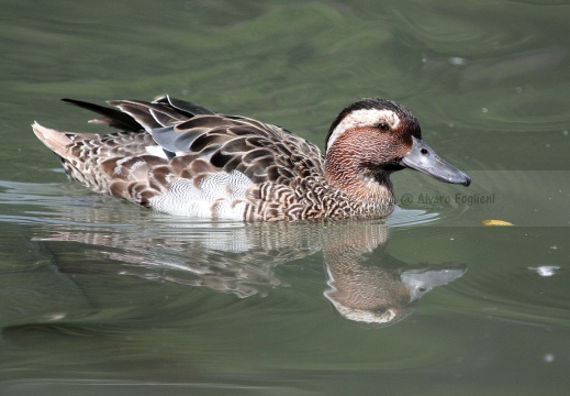 MARZAIOLA; Garganey;  Sarcelle d'été; Anas querquedula 