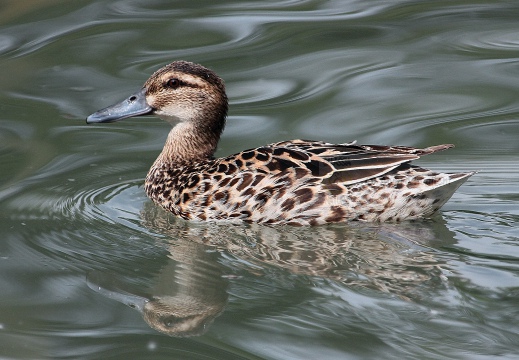 MARZAIOLA; Garganey;  Sarcelle d'été; Anas querquedula 