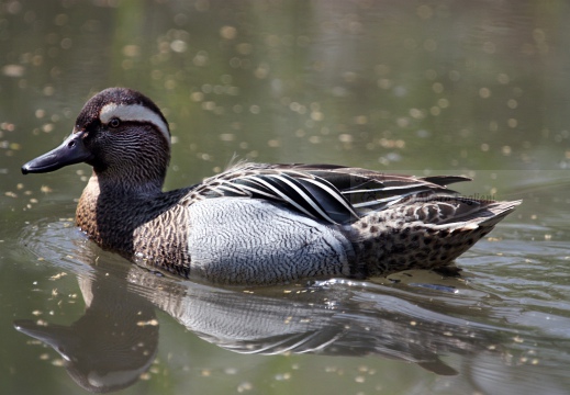 MARZAIOLA; Garganey;  Sarcelle d'été; Anas querquedula 