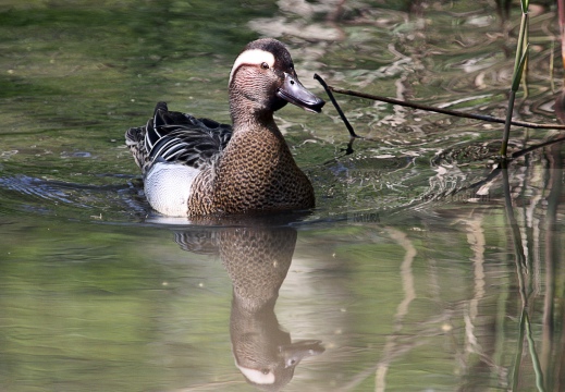 MARZAIOLA; Garganey;  Sarcelle d'été; Anas querquedula 