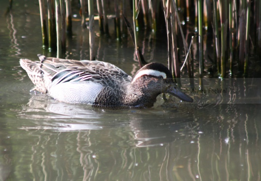 MARZAIOLA; Garganey;  Sarcelle d'été; Anas querquedula 