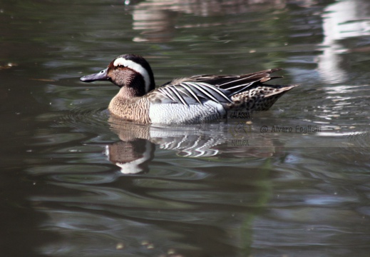 MARZAIOLA; Garganey;  Sarcelle d'été; Anas querquedula 