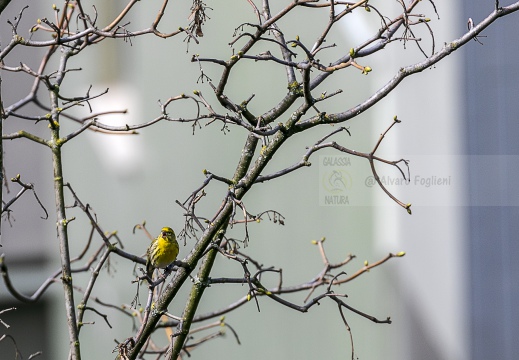 VERZELLINO, Serin, Serin cini; Serinus serinus 