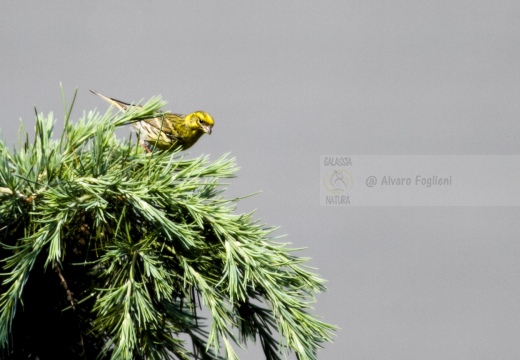 VERZELLINO, Serin, Serin cini; Serinus serinus 