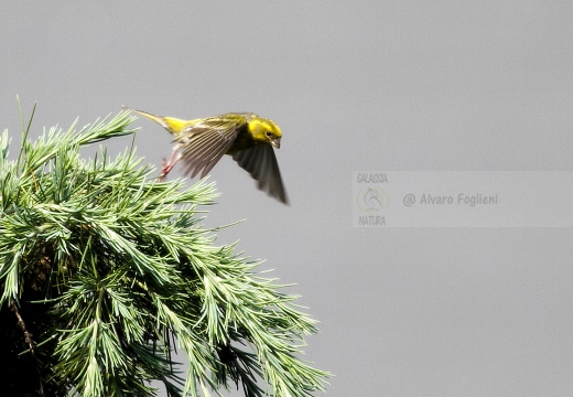 VERZELLINO, Serin, Serin cini; Serinus serinus 