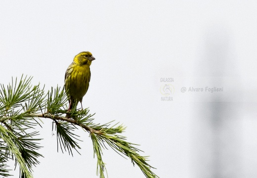 VERZELLINO, Serin, Serin cini; Serinus serinus 