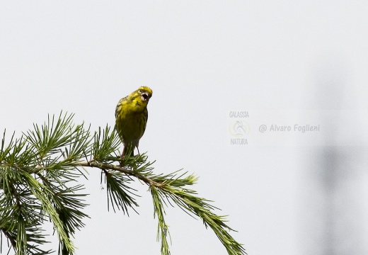 VERZELLINO, Serin, Serin cini; Serinus serinus 